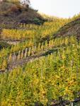 Terraces of vineyard
