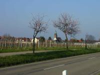 Mandelbaume in Hainfeld, Burrweilerstr.