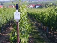 WG Klein vineyard Hainfelder Letten