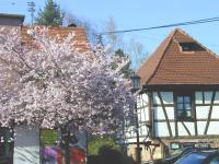 Hexenhaus mit Kirschbluten