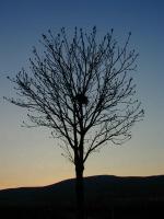 Walnussbaum in der Abenddammerung 2.4.05