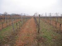 403 wine field in Pfalz