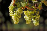 Riesling grapes