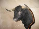 Warrior de Toro