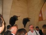 Warriors de Toro
