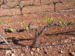 10yrs vineyards 01