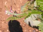 grape flowers