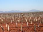 vineyards 01