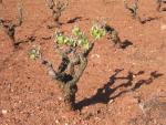 vineyards 02