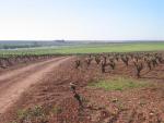 vineyards 03