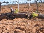vineyards 04
