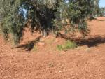 vineyards 05