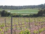 vineyards 06