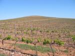 vineyards 07