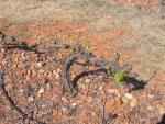 vineyards 08