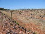 vineyards 09