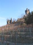Vineyards by Reichsburg