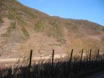 Vineyard on a slope
