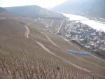Vineyards at  Neef