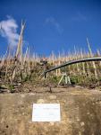 Weinberge