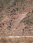 New plantation