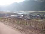 A vineyard near Neef
