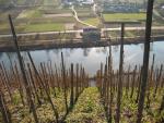 Green means NO spray of pesticide on vineyards