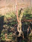 Planting the Gewurztraminer