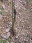 Riesling vine base