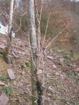 Riesling vine middle