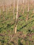 Strong trees with young branches