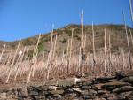 Strong vine with stand alone poles