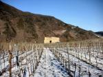 Vineyard at rest