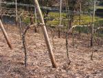 going side-ways for head space to the branches