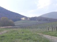 Ludwigshohe im Wingert