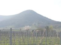 Ludwigshohe vor bluendem Mandelbaum