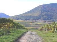 Vineyards in autumn