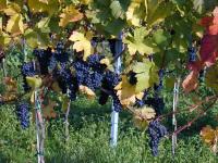 Dornfelder grapes