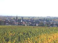 Hainfeld in the grapes
