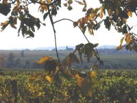 Vieux to Burweiler