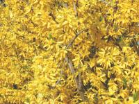 Forsythien