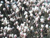 Magnolienbluten
