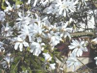 Sternmagnolien