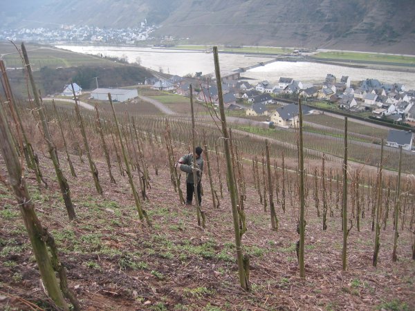 Winter in a Vinyard at Wajos, Mosel