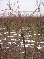 404 Pruning next week